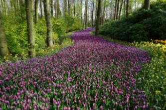 屋顶花园攻略（屋顶花园百度百科）